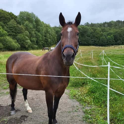 Image of Stoigt sto söker människa!