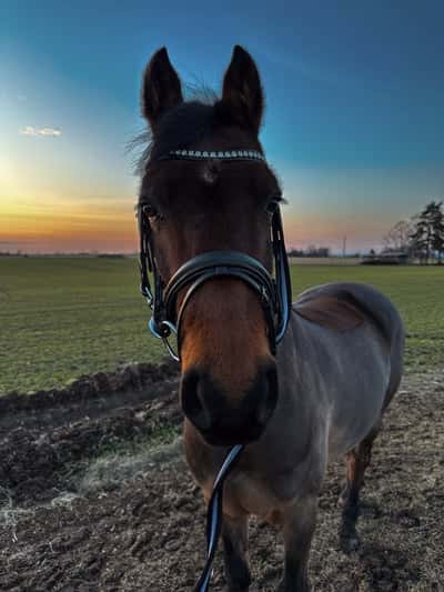 Inlägg 93 av Allround