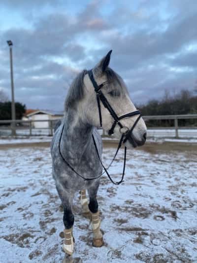 Inlägg 20 av Korsningshäst med titeln 🥶❄️☃️