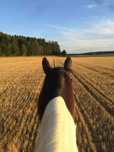 Inlägg 20 av Allround