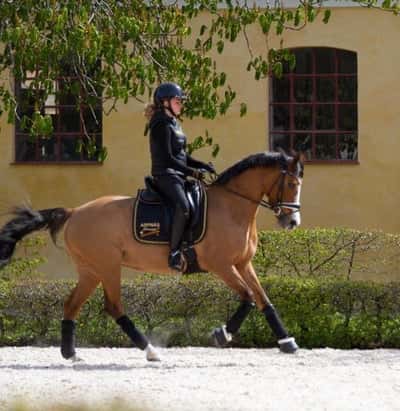 Inlägg 3 av Dressyr med titeln ❤️ 