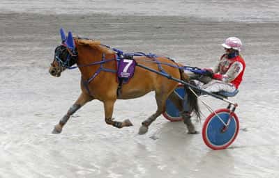 Inlägg 20 av Gotlandsruss med titeln Ponnytrav 