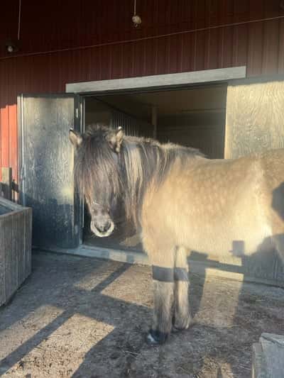 Inlägg 14 av Islandshäst