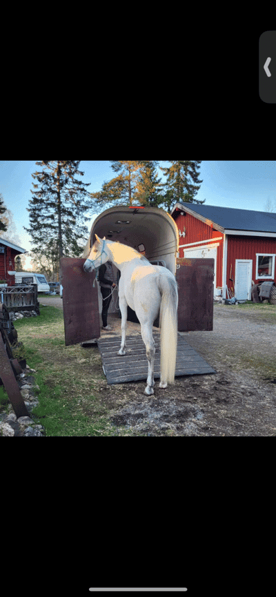 Inlägg 21 av Arabiskt Fullblod med titeln Lastträning💙