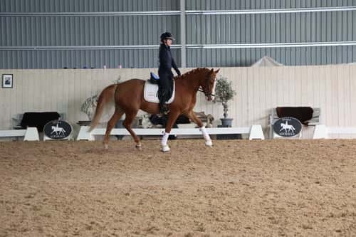 Bild av Snäll och fin unghäst