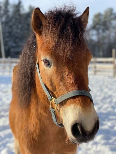 Inlägg 49 av Ponnytrav med titeln ❄️❤️