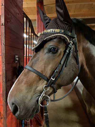 Inlägg 7 av Showridning med titeln Mackan💕