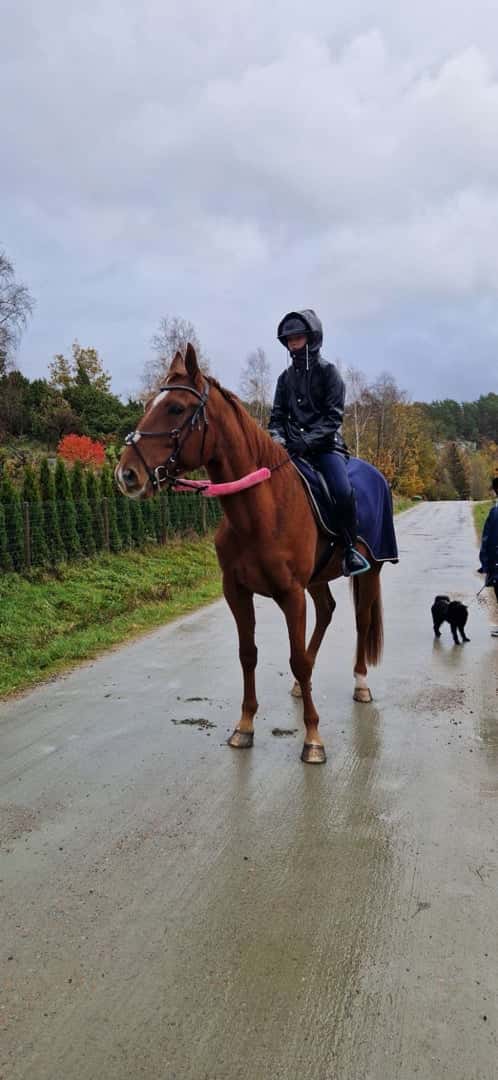 Bild av Fin ridtravare med stor potential❤️💫