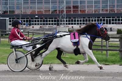 Inlägg 66 av Ponnytrav med titeln DPK’s Ponnytravgala 