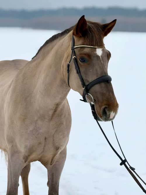 Bild av Allroundhäst med stort hjärta 🩷