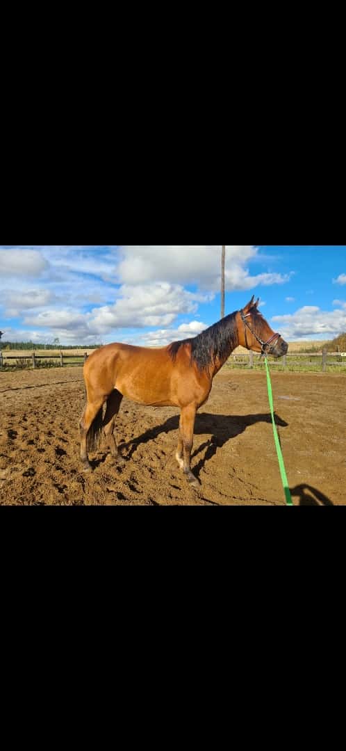 Bild av Panda - Arabiskt fullblod!