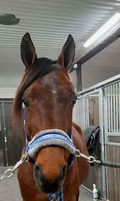 Post 17 of Warmblood Trotter with title Avelshingst 