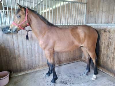 Inlägg 8 av New Forest med titeln 2 år nu! 🥳🌸