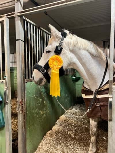 Post 316 of Show jumping with title Geten tog hem 3 planering 🥉