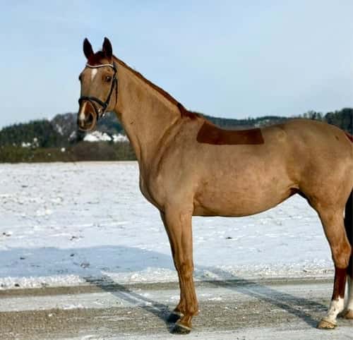 Bild av Snällt sto tidigare tävlad upp till 110cm