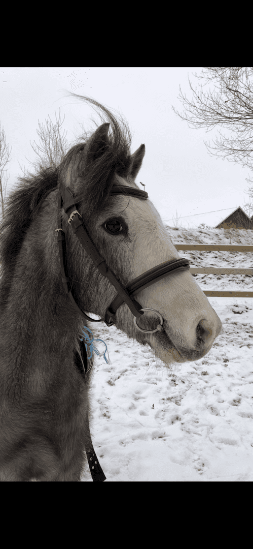 Bild av Kvalitetsponny för dom största klasserna💫