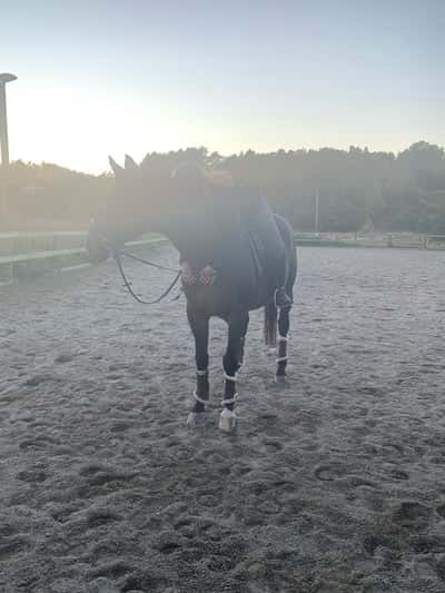 Inlägg 20 av Svensk Ridhäst med titeln Affe är en ⭐️