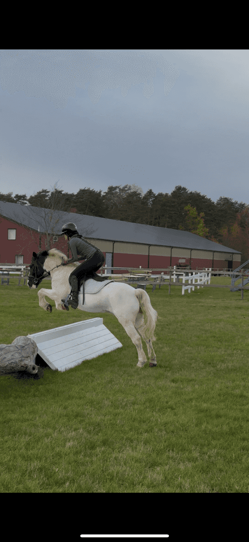 Bild av Buddy, personlig c-ponny med stort hjärta