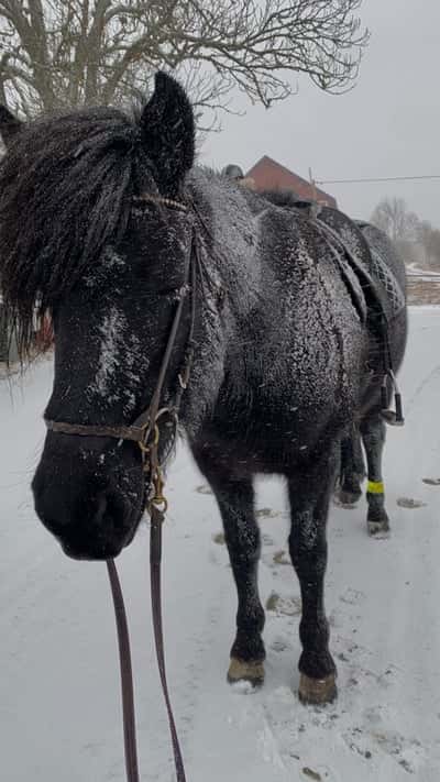 Inlägg 30 av Island