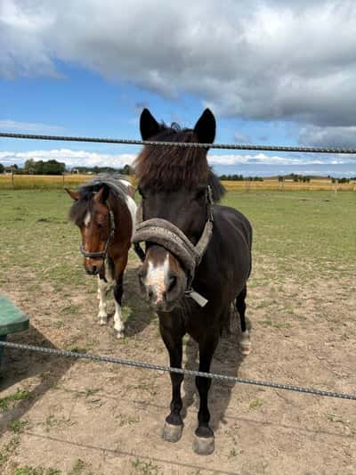 Inlägg 10 av Okänd Ras med titeln Grabbarna grus i hagen 🌟