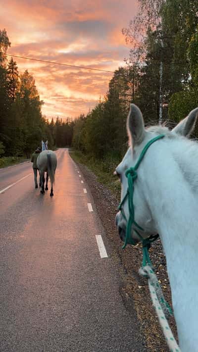 Inlägg 20 av Welshponny