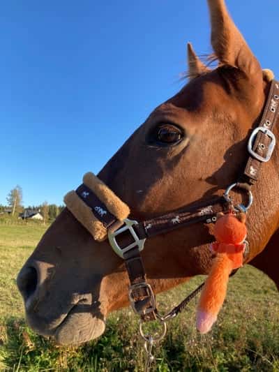 Inlägg 19 av Lusitano med titeln Update💚