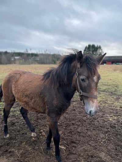 Inlägg 11 av Lusitano med titeln Jag köpte Rebell