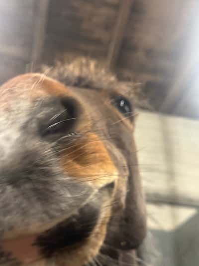 Inlägg 2 av Okänd Ras