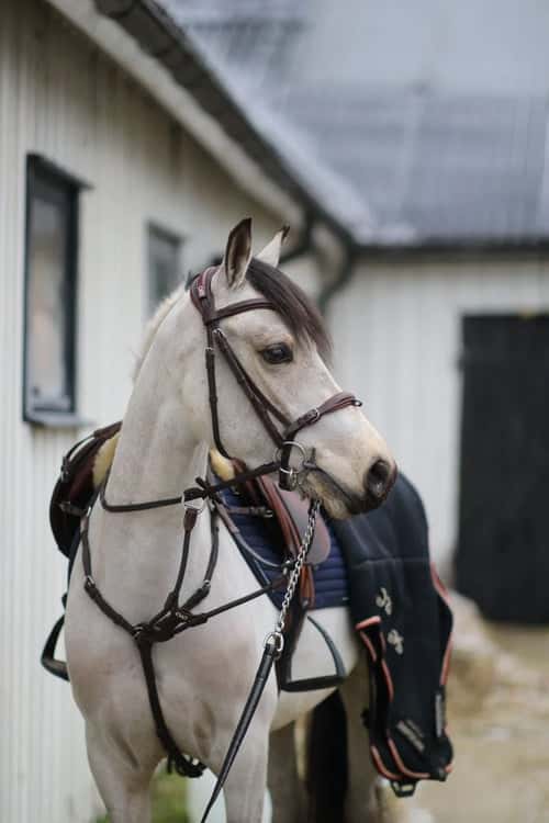 Bild av Kvalitetsponny för hoppning