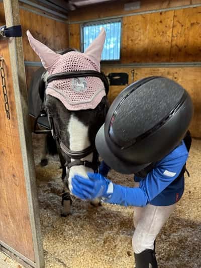 Inlägg 2 av Irländsk Sporthäst med titeln Sm Strömsholm