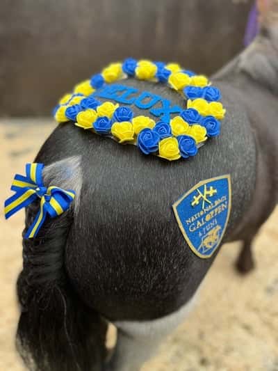 Inlägg 10 av Galopp med titeln Nationaldagsgaloppen Gärdet