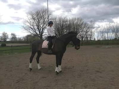 Inlägg 19 av Varmblodig ridhäst