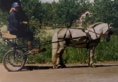 Inlägg 23 av Trickridning med titeln Stjärnskott 