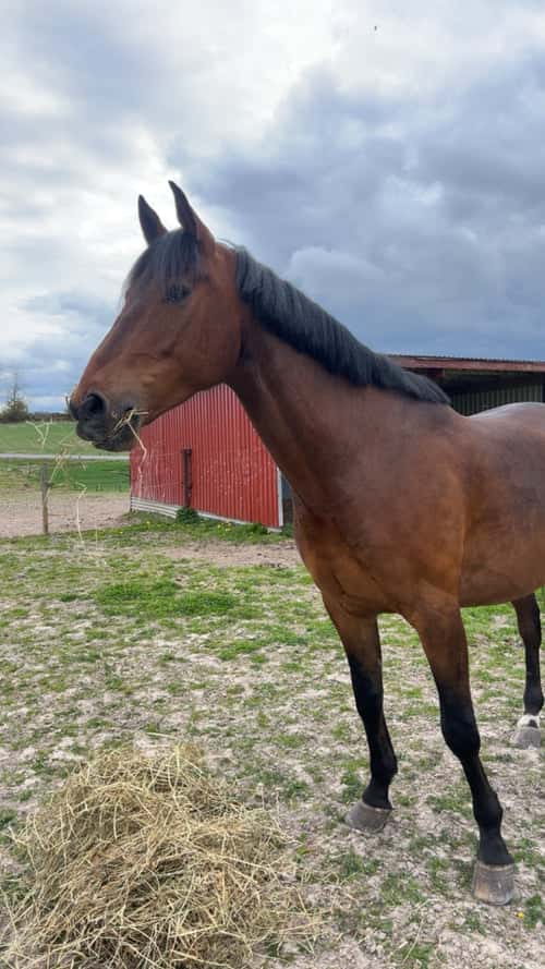 Bild av Rolig och personlig herre💎