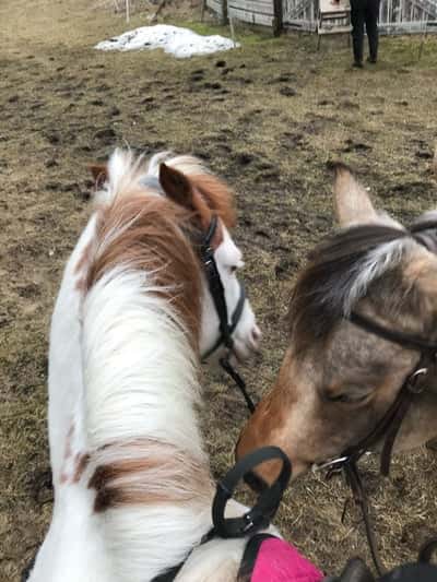 Inlägg 19 av Quarterhäst med titeln Ärtan var lite för nyfiken