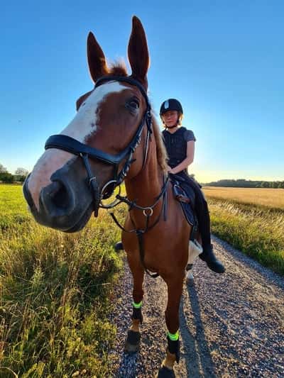 Inlägg 20 av Voltige