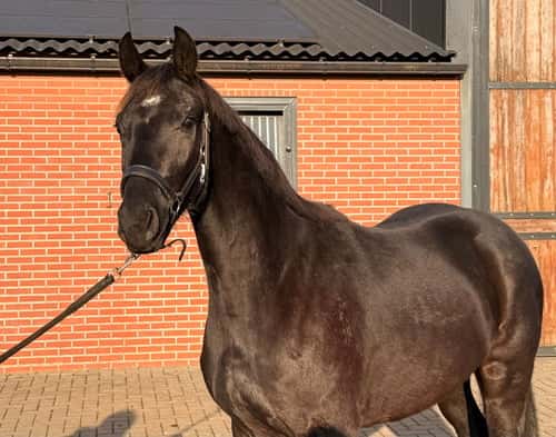 Bild av Lovande 3-årig dressyrsto – Sir Elton x San Amour