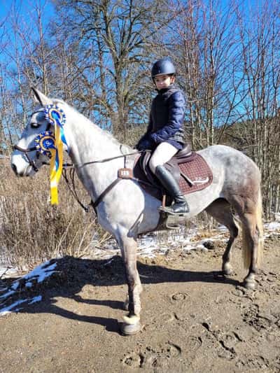 Post 229 of Show jumping with title Tävling 