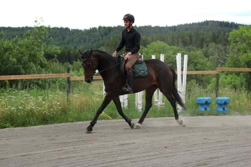 Bild av Häst med stor karaktär men med mycket potential