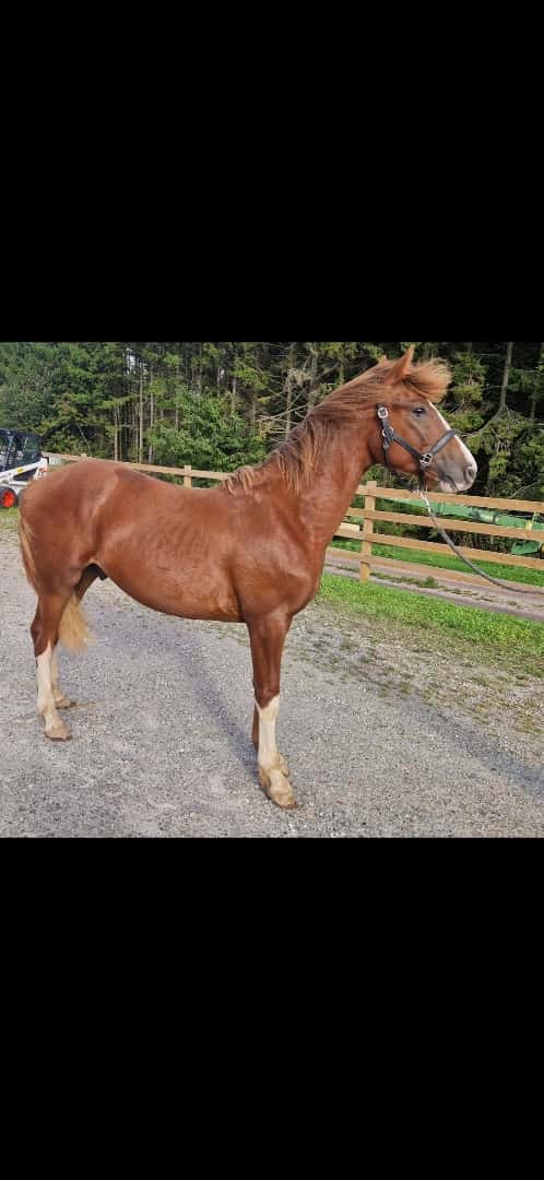 Bild av ⭐️ Gyllens Alpha ⭐️