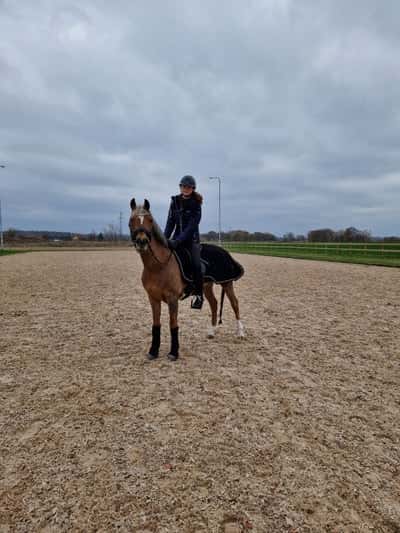 Inlägg 9 av Tysk Ridponny med titeln Lag SM - Laholm❤️‍🔥