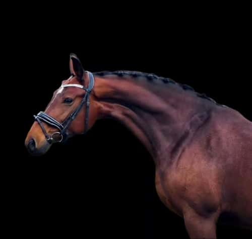 Image of 🌟 Negro x El Corona -13 årigt sto