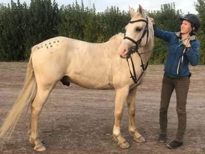 Inlägg 65 av Galopp med titeln Tarzan gör sitt första löp🥰🥳