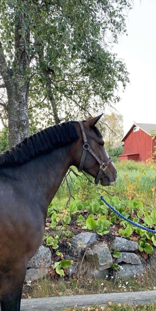 Bild av Super hoppstammat connemarasto