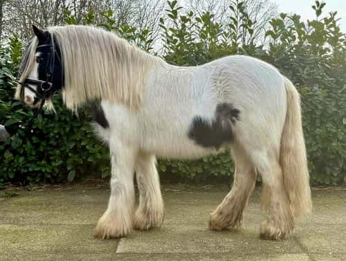 Bild av Världens goaste lilla kille med ett okomplicerat temperament ⭐️