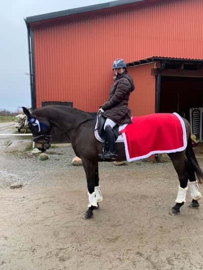 Inlägg 15 av Svensk Ridhäst med titeln Tävling Lund civila 26/12 2023 