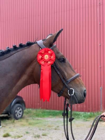 Post 444 of Show jumping