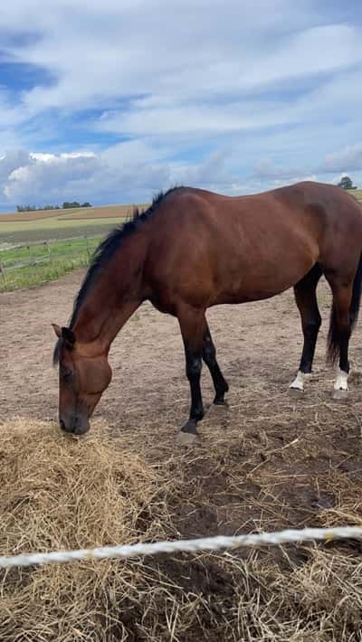 Inlägg 17 av Irish Cob med titeln Dagens ridpass 