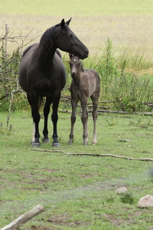 Bild av Social fölhingst med dressyr- och hoppstam