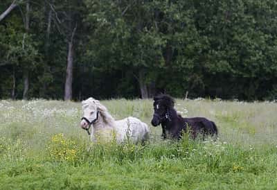 Inlägg 4 av Shetlandsponny med titeln Bete